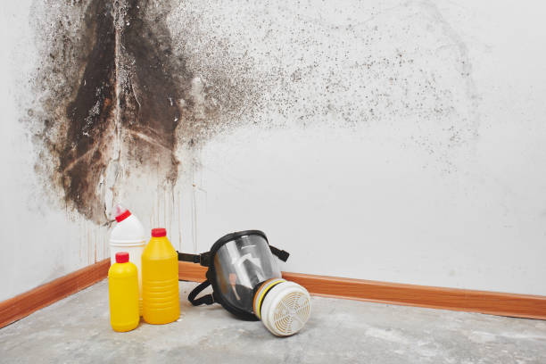 Best Mold Testing  in Terre Haute, IN
