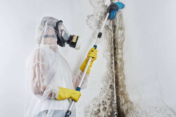 Best Attic Mold Removal  in Terre Haute, IN