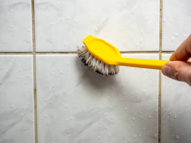 Best Emergency Mold Removal  in Terre Haute, IN