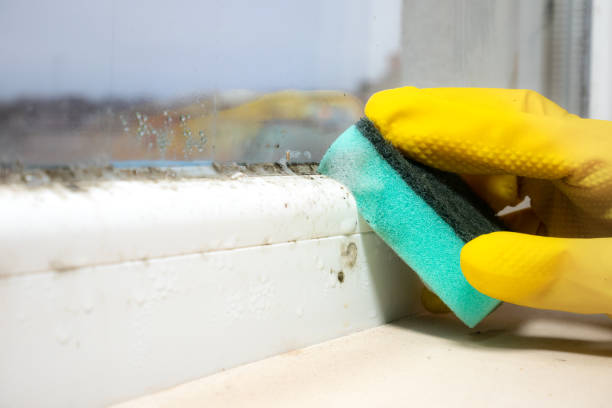 Best Certified Mold Removal  in Terre Haute, IN