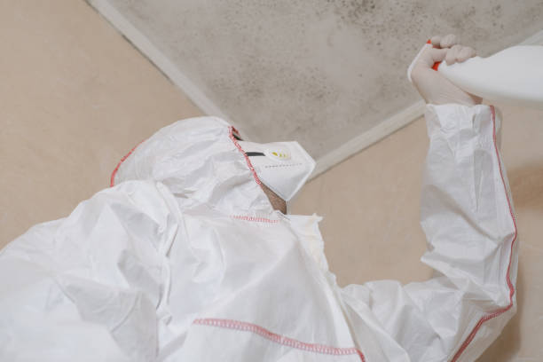 Best Local Mold Removal Service  in Terre Haute, IN