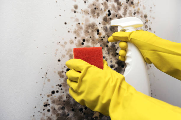 Best Mold Remediation  in Terre Haute, IN