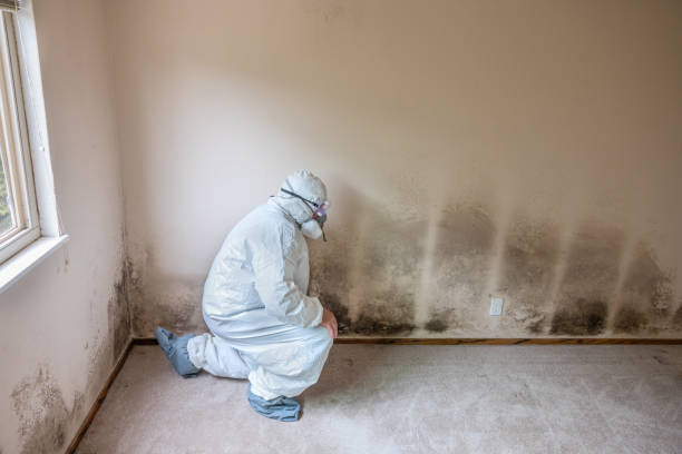 Reliable Terre Haute, IN Mold Removal Solutions