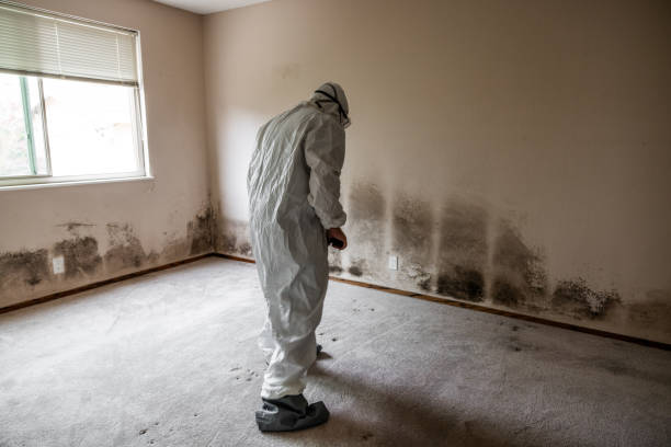 Best Toxic Mold Removal  in Terre Haute, IN