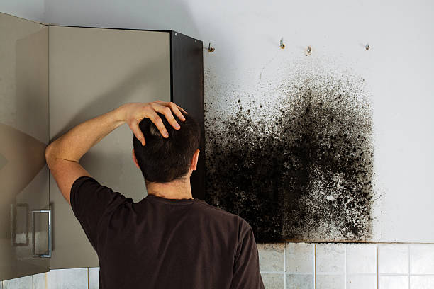 Best Certified Mold Removal  in Terre Haute, IN