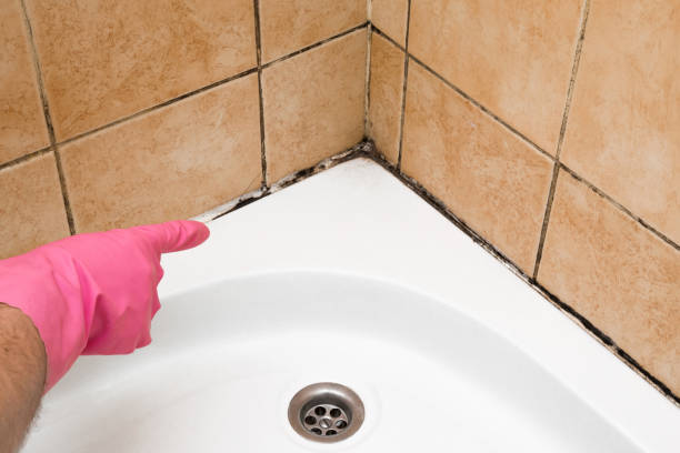 Best Professional Mold Removal  in Terre Haute, IN